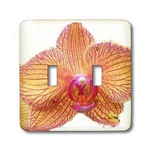  Florene Flowers   Stripe Me Orchid   Light Switch Covers 