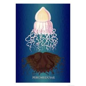  Jellyfish Peromedusae Giclee Poster Print by Ernst 