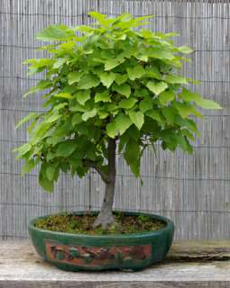 Acer tataricum   10 semi   BONSAI   Acero Tartaro Rosso  