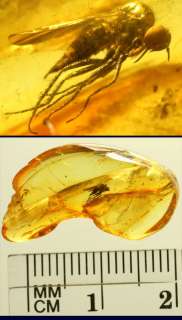 Fossil Insect inclusion inside Baltic Amber  