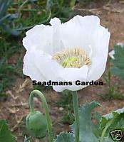 Org Persian White Poppy Papaver Somniferum 1,000+Seeds  