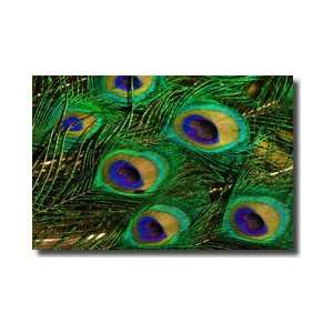 Peacock Feathers Giclee Print