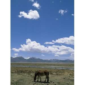 Horse Grazes Near Litang in the Peoples Republic of China Premium 