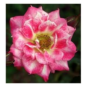  Jewel Box Rose Seeds Packet Patio, Lawn & Garden