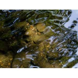 Sun Shining on Rocks Through the Water of a Stream, Arlington 