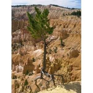 Pine Trees Roots Exposed as Top Soil Is Washed Away by Storms, Bryce 