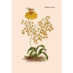  Orchid Oncidium Varicosum   Paper Poster (18.75 x 28.5 